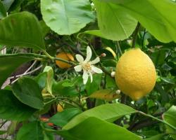Лимон: польза, вред, рецепты, применение в кулинарии Лимона так как он