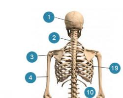 Позвонок, vertebra, имеет тело, дугу и отростки